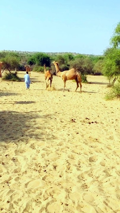 Desert Animals