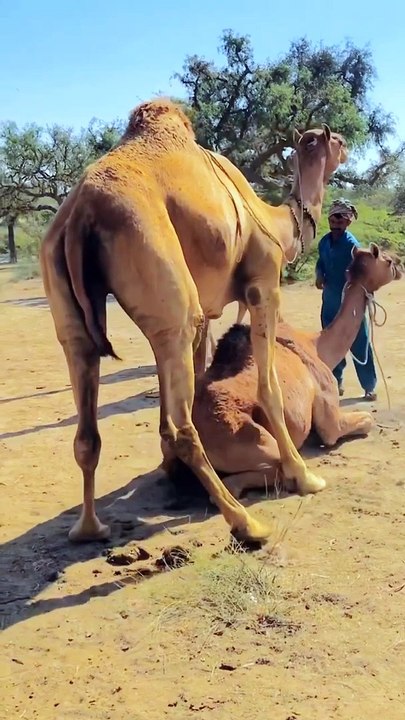 Animal World