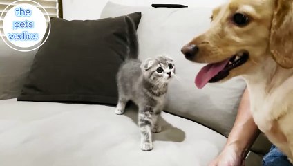 the kitten who met the dog for the first time