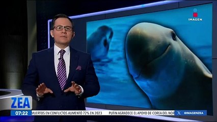 Investigadores luchan por preservar la existencia de la vaquita marina