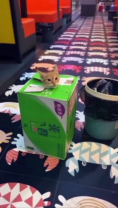 Cats loves funny cats videos and comedy