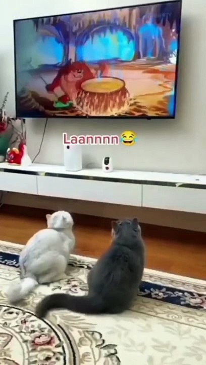 Cats loves funny cats videos and comedy