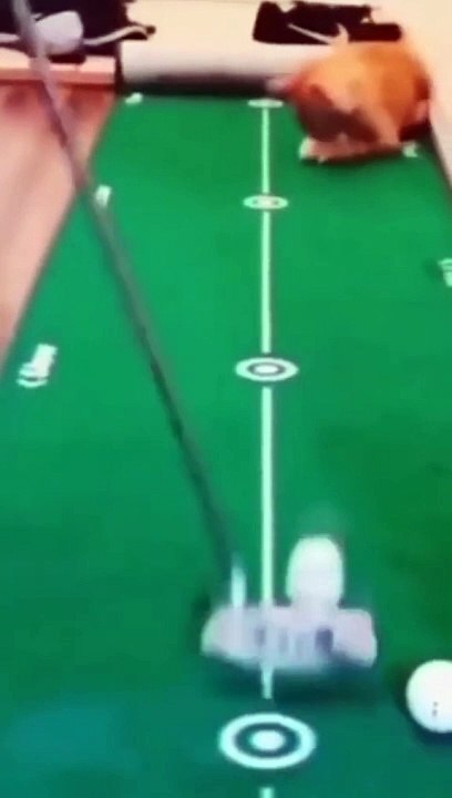 Cats loves funny cats videos and comedy