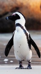 The beautiful nature and natural Bird for environment