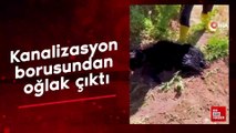 Kırıkkale'de kanalizasyon borusundan oğlak çıktı