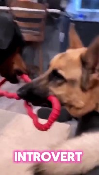 Cats loves funny cats videos and comedy