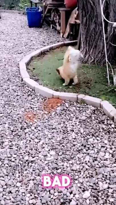 Cats loves funny cats videos and comedy