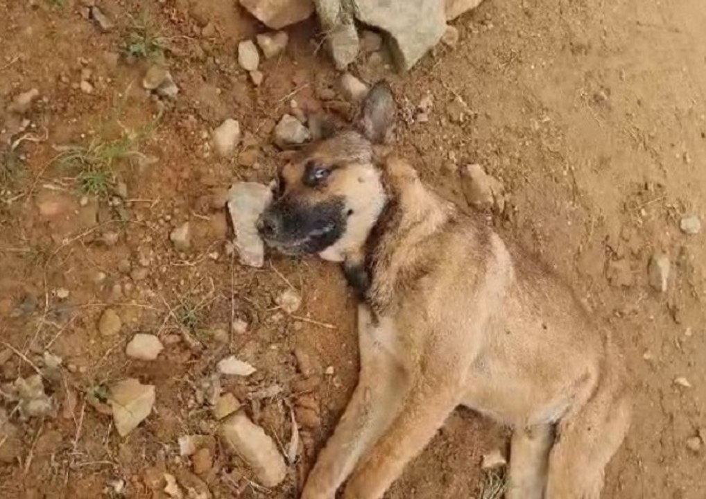 Moradores se deparam com cães torturados e mortos em Barra Velha e Balneário Piçarras