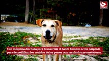 Un traductor de IA podría permitir a los humanos entender los ladridos de los perros