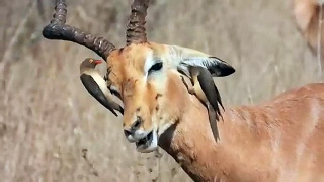 Day 13 - Grooming services provided by Oxpeckers on tick-infested animals