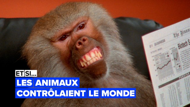 Imaginez que les animaux décident de régner sur le monde