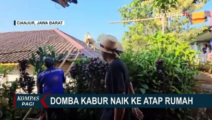 Hendak Disembelih, Seekor Domba Kabur dan Naik ke Atap Rumah!