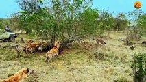 Dramatic Rescue by Hyenas after a Lion Catches one