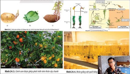 Sinh 11 - Bài 23 Khái quát về sinh sản ở sinh vật