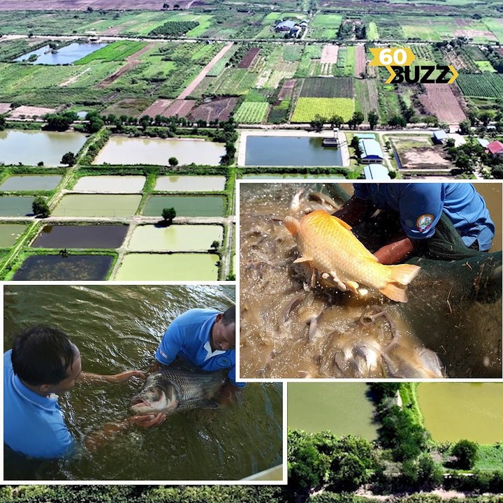 ណែនាំឱ្យ​ស្គាល់​ត្រី​ទាំង​១២​ប្រភេទ ដែល​កម្ពុជា ​អាច​ផលិត​កូន​បាន
