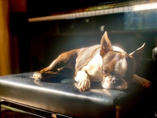 Australia's most talented dog: Bunny the Boston terrier who plays piano and sings | The Senior | June 2024