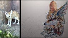 Discovering & Painting the Fennec Fox