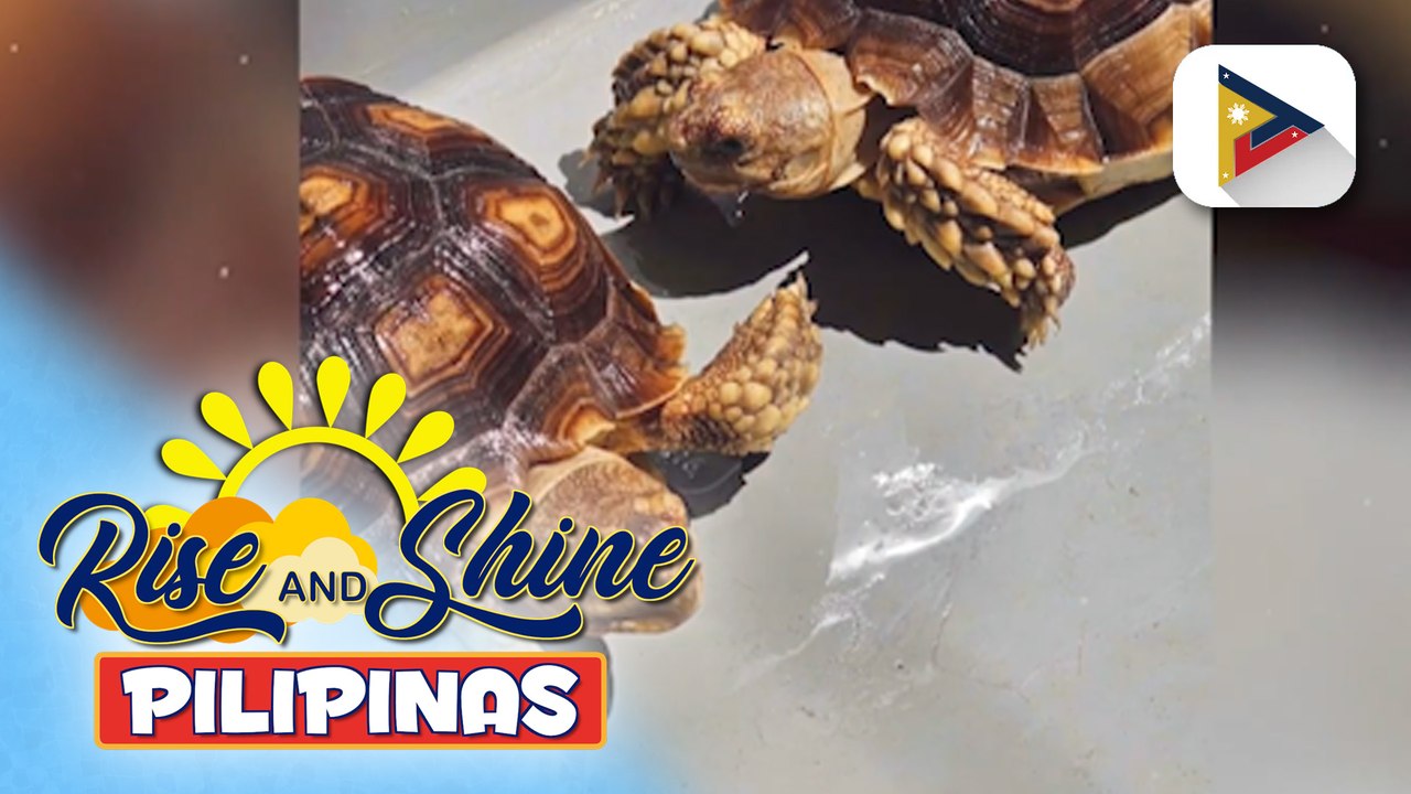 Pets' Day: Sulcata Tortoise
