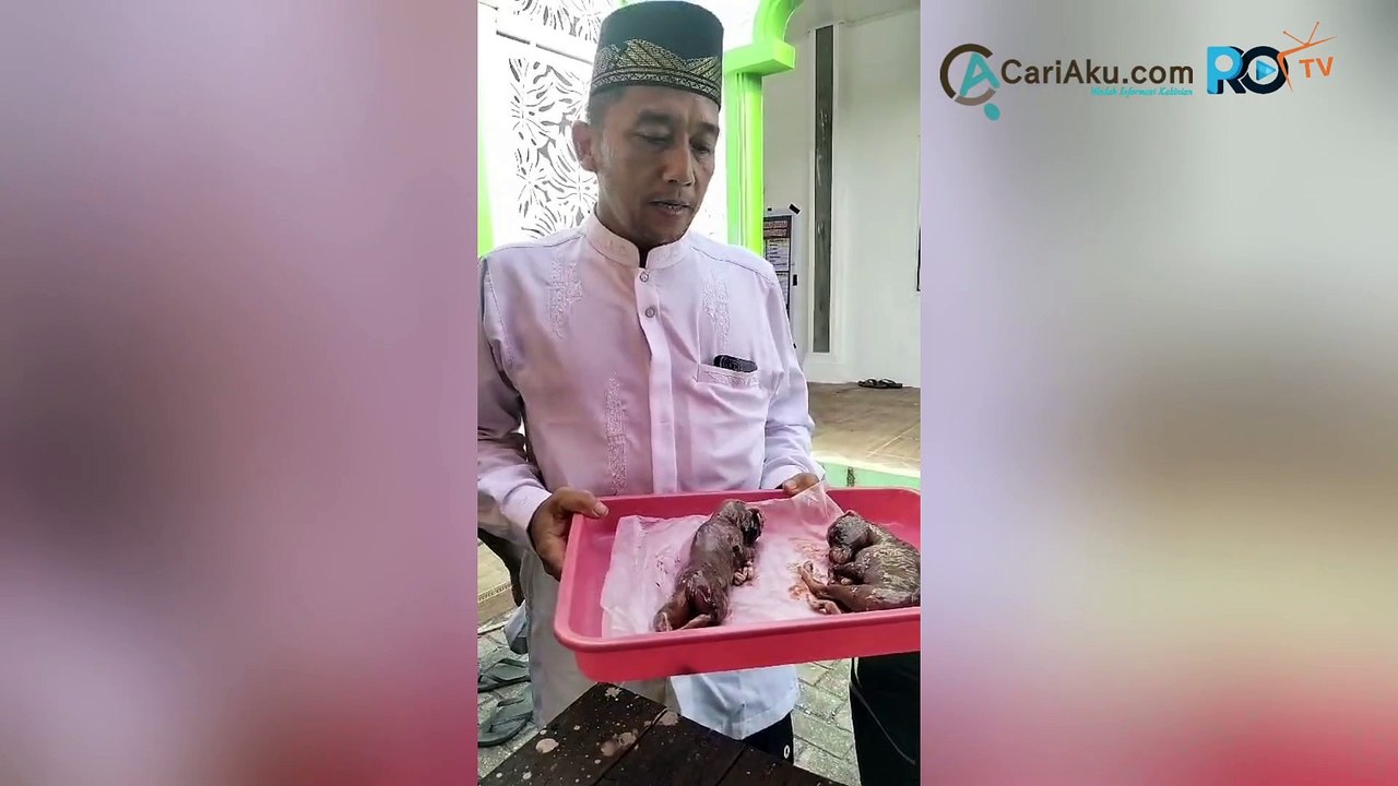 Bikin Geger Warganet! Sapi Kurban Berkelamin Jantan di Pekanbaru Memiliki Rahim dan Berisi 2 Janin Sapi
