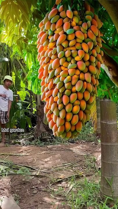 Grafting_mangoes_in_Aloe_Vera_yields_a_lot_of_fruit_at_home_#shots(720p)