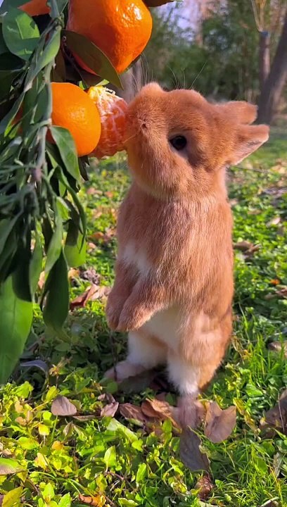 Little_rabbit_chirps_and_eats_oranges._Cute_pet_rabbit._Cute_little_pastoral_pet.(720p)