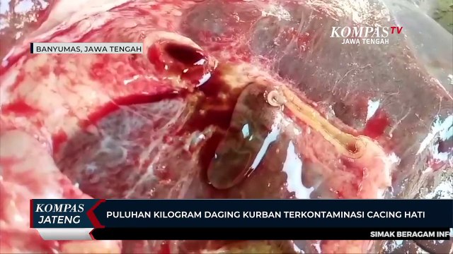 Puluhan Kilogram Daging Kurban Terkontaminasi Cacing Hati