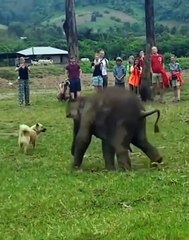 Cute animal video/ funny elephant baby video/elephant video