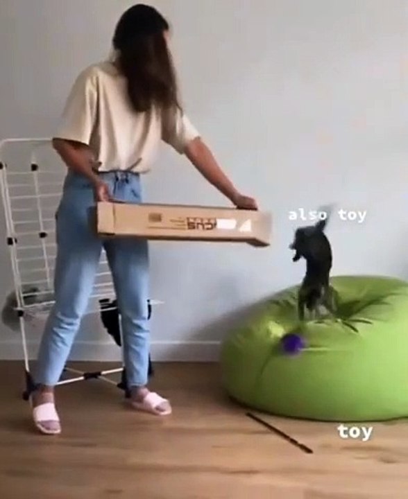 Furry Fun: Hilarious Animal Antics Cutie Cat Again And Again Into The Box