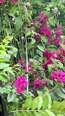 lưới thép hàng rào  quán cafe - lưới rào thake Call/Zalo: 0785 568 858.