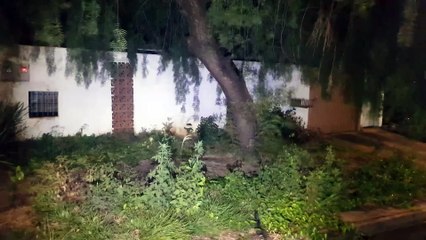 Corolla se choca contra árvore e casal sai ileso, no bairro Canadá