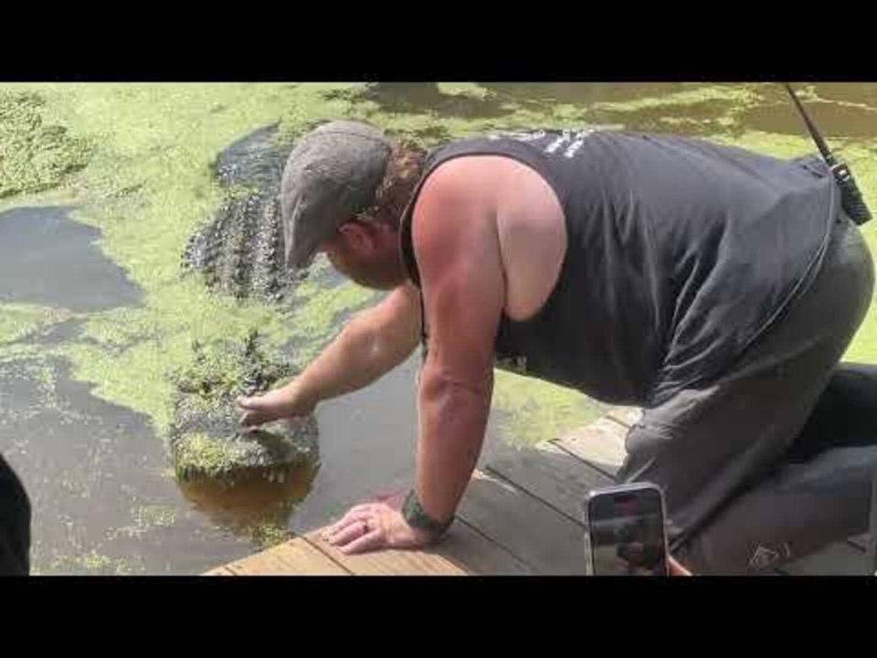 Trainer Pets Alligator