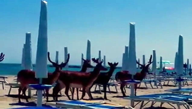 Ferrara, il video dei daini che scorrazzano in spiaggia tra gli ombrelloni di un lido