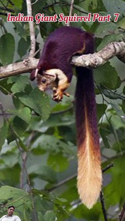 Indian giant squirrel Making a nest. (part 7)