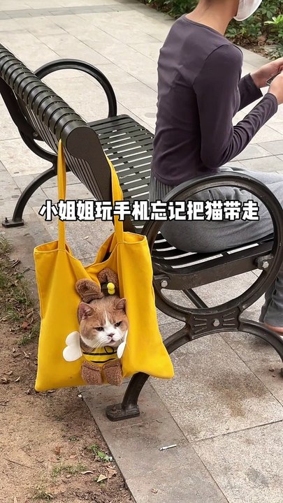 Mydearanimals#cat#inbag#beautiful