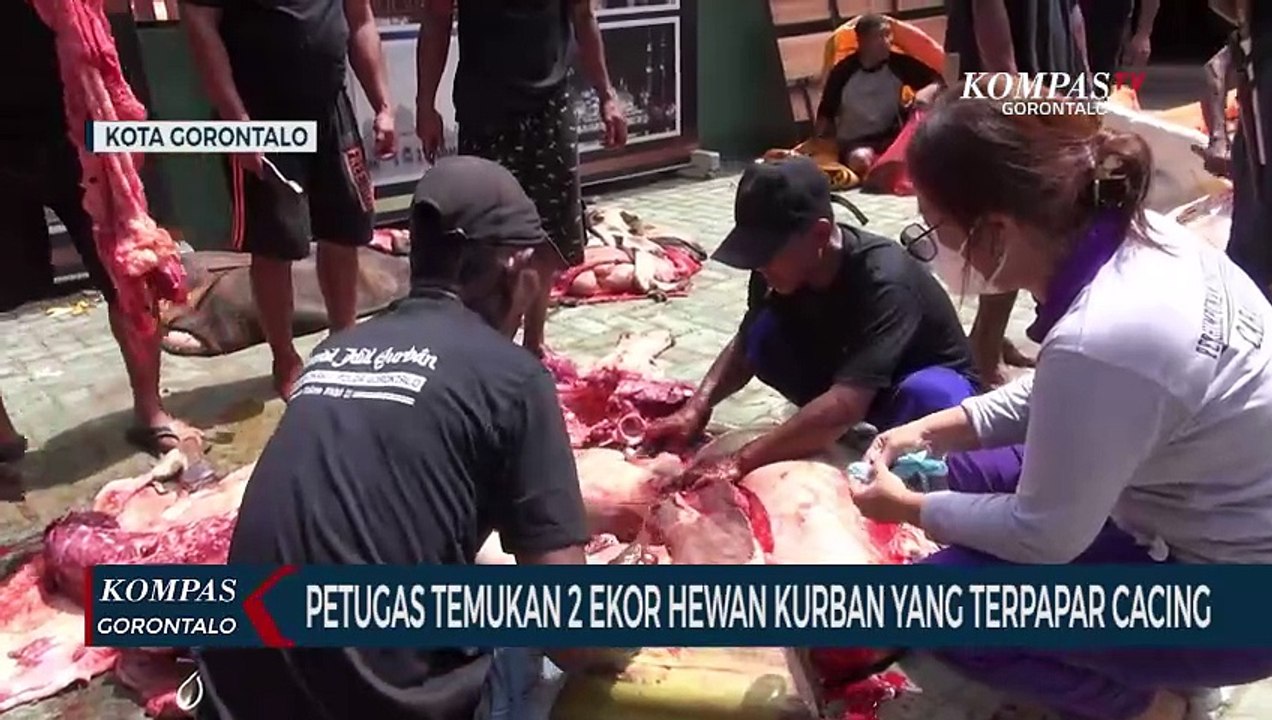 Lakukan Pemeriksaan Daging Kurban, Petugas Temukan 2 Ekor Hewan Kurban Yang Terpapar Cacing