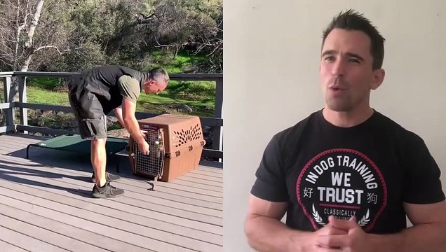 Everything you Need to Know to EASILY Potty Train Your Dog or Puppy! Episode 17