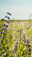 wedding Love & Fun Diaries 9653792244 #viral #trend