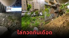 ระทึกเหมือนตำรวจจับผู้ร้าย เมื่อติดกล้องให้เจ้าเหมียวแล้วเจอฉากไล่กวดอีกตัว