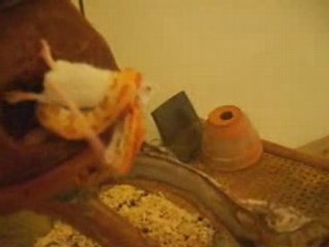 serpent contre souris.la souris gagne...