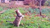 A cute kitten wants to grab the glove hanging high  Meowing kitten.