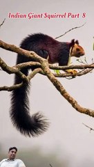 Indian giant squirrel Self Defense in Hindi (part 8)