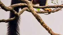 Indian giant squirrel Self Defense in Hindi (part 8)
