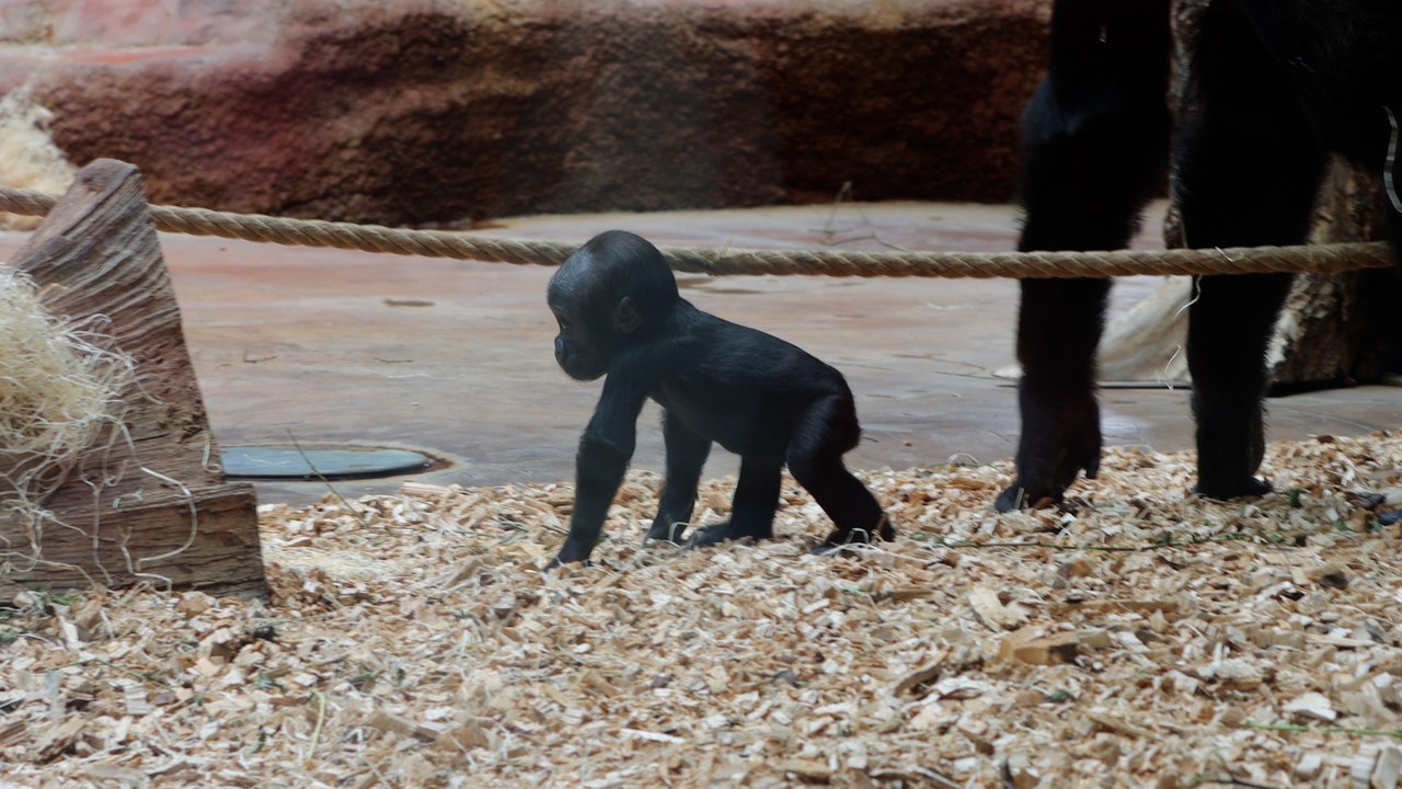 Bezaubernder Moment, in dem ein Gorillababy seine ersten Schritte ohne Mama macht