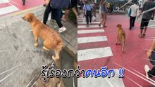 เจ้าตูบแสนรู้ รอสัญญาณไฟข้ามถนนตรงทางม้าลาย !