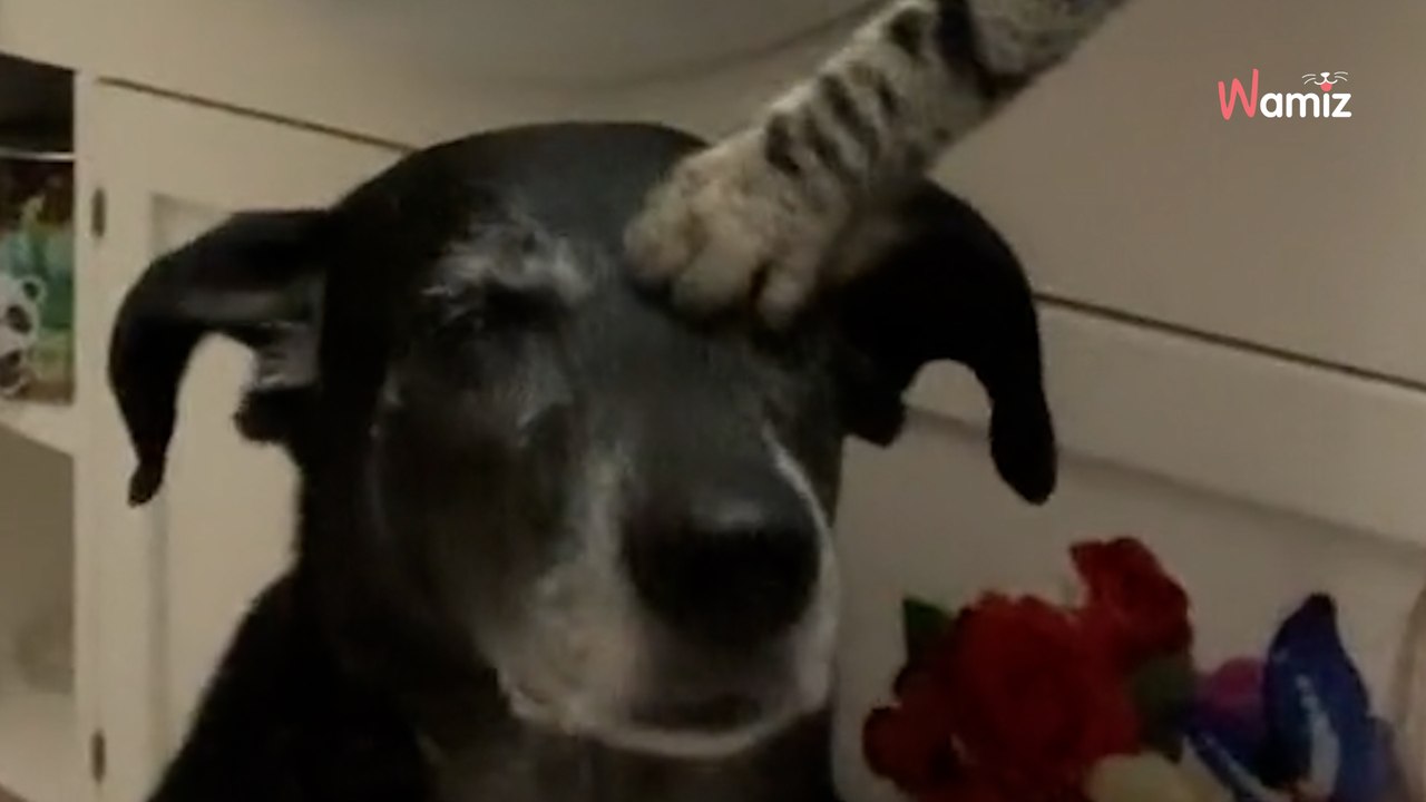 Ce chaton réagit à la photo de son meilleur ami décédé : 24,7M de personnes pleurent à chaudes larmes (vidéo)