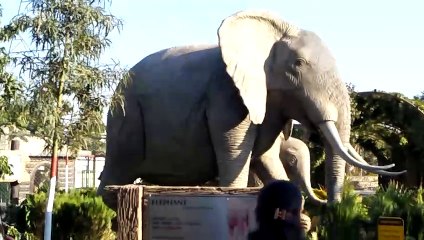 elephant status #shorts #viral #trending #foryou #tiktok #delicious #gaming #reels#dailymotion #France #Pakistan #Algeria #India #USA #Iran #entertainment #tour #fun
