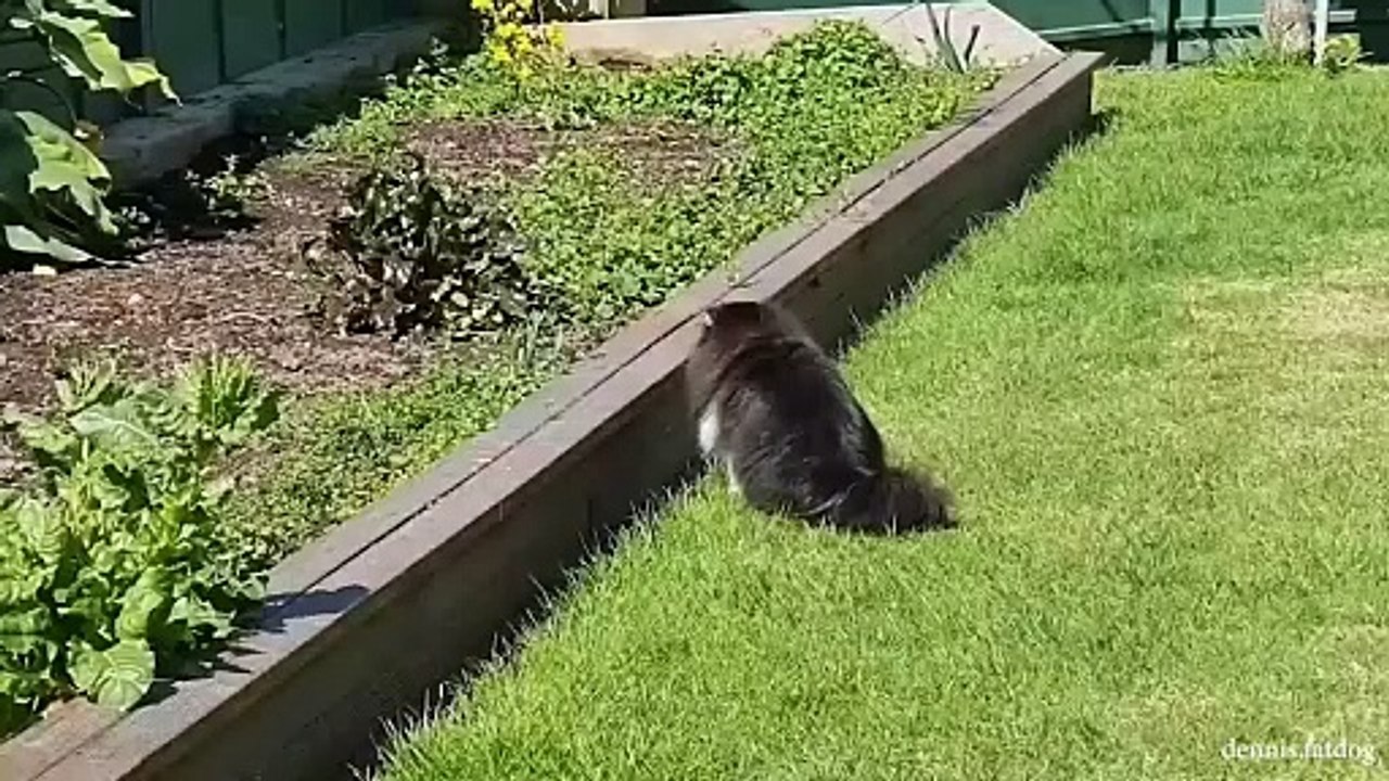 Can't stop laughing  Cat's cute