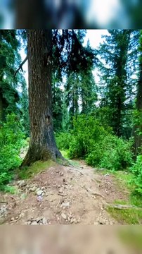 Kalam Swat Mountain Jungle #swat #swatvalley #kalamvalley #mountains #mountain #wild #kpk #pakistan