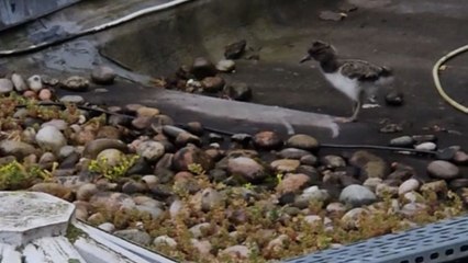 Oystercatcher fledglings take refuge on the rooftop of a bustling workplace