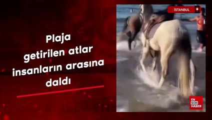 Şile plajına getirilen atlar insanların arasına daldı